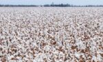 algodão / cotton