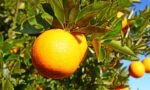 suco de laranja (orange juice)